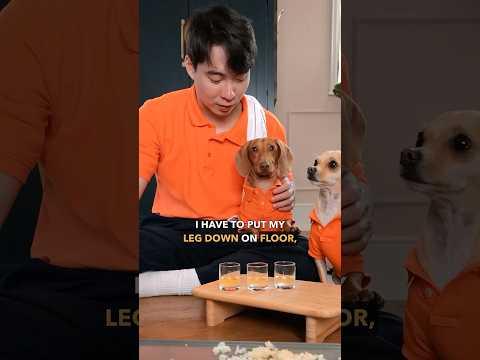 Doggy Fried Rice @itsthecedlife