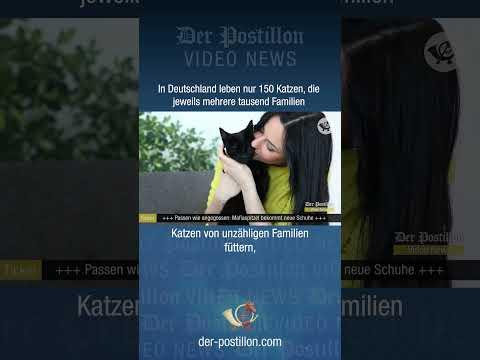 Studie: In Deutschland leben 150 Katzen, die jeweils mehrere tausend Familien gleichzeitig haben