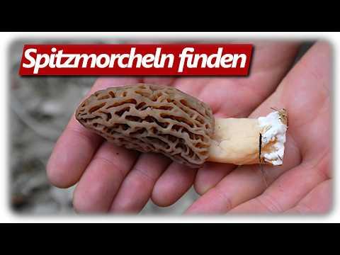 Morchella Chroniken 2026 | Spitzmorcheln im Schwarzwald sammeln mit Pilzfieber