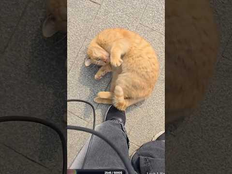 The Cat Distribution System Hard At Work...