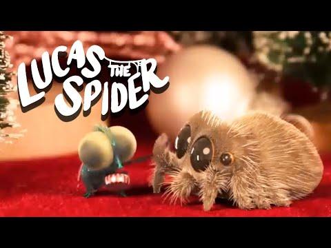 Lucas Meets Findley for the First  Time!  | Lucas The Spider