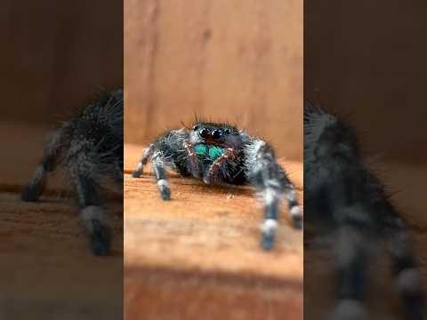 look at him 🕷️✨