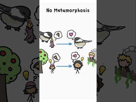 Why don't humans go through metamorphosis?