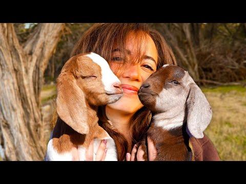 meet the 2 new baby goats