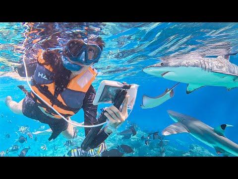 Swimming with Sharks & Stingrays in Maldives! 💦