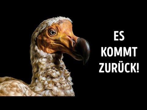 Sie bringen den Dodo-Vogel zurück - diesmal wirklich