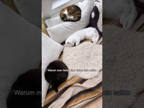 Was überzeugt euch? Ich feier das Schlafen und Schnurren! *anzeige| Das tun eure Katzen mit WHISKAS™