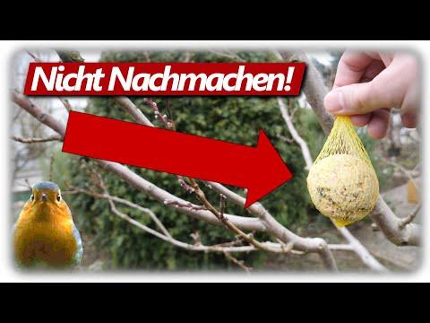 10 Fehler der Vogelfütterung im Winter vermeiden | Nicht Nachmachen!