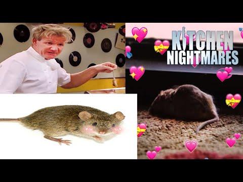 The Mouse (What Does the Mouse Say?) | Full Episodes | Kitchen Nightmares