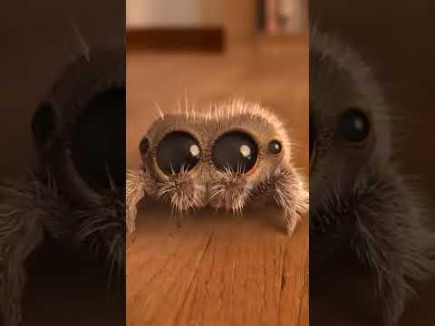 How Lucas First Met Findley #lucasthespider #friends #kidsvideo