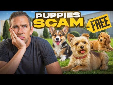 Don't Accept Free Puppies From Scammers!