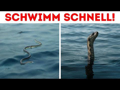 Diese Schlange hat mehr Gift als eine Kobra - Vorsicht im Wasser