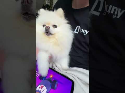 MEIN HUND ÖFFNET LEGENDÄRE STARR DROPS! 🟡