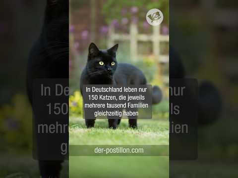 In Deutschland leben nur 150 Katzen, die jeweils mehrere tausend Familien gleichzeitig haben