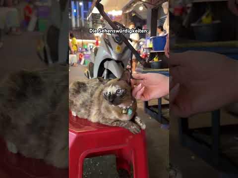 „Was macht die Katze in ihrem Koffer?“ 👮‍♀️ Würde sie ja an liebsten alle mitnehmen…