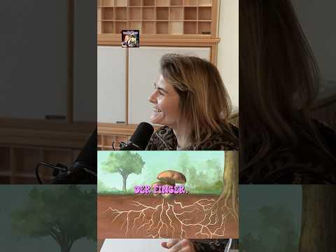 Wundermittel Myzel 💫