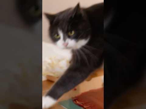 Cat Vs Oil-Based Inks