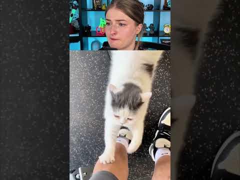 Katze macht was Katze will #shorts #lidiro #schule #memes