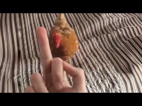 UNUSUAL MEMES COMPILATION V339