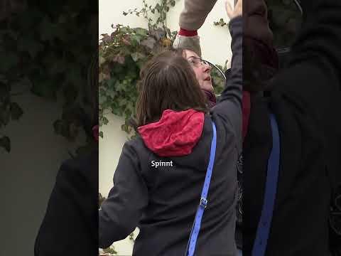 Er stürzt fast von der Leiter: Schock für Handwerker | Verstehen Sie Spaß?