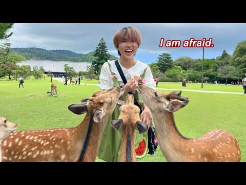 Getting BULLIED by DEERS for 14 minutes straight | Japan Vlog 