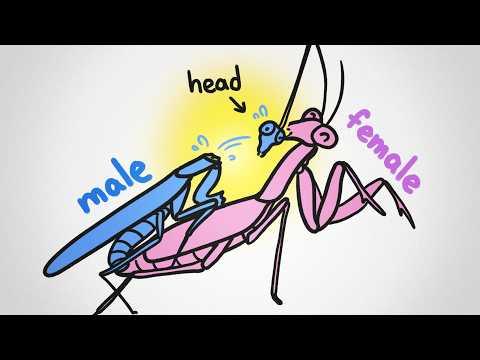 Why is it always males that get eaten during sex?