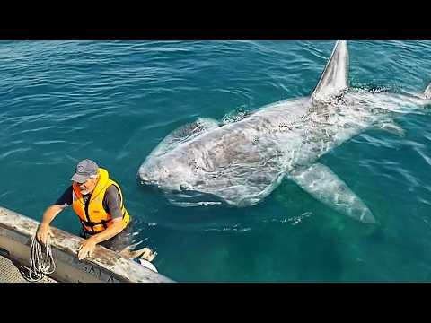 Die unglaublichsten Vorfälle auf See