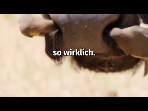 Vogelnest IM Elefanten! 🪺🐘