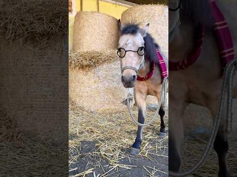 Bestes Pony Kostüm aller Zeiten: HARRY POTTER⚡️👓🪄 Halloween mit Pferd