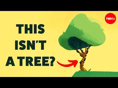 No one really knows what a tree is - Max G. Levy