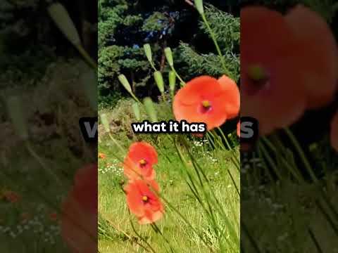 Transforming my neglected garden - part 1