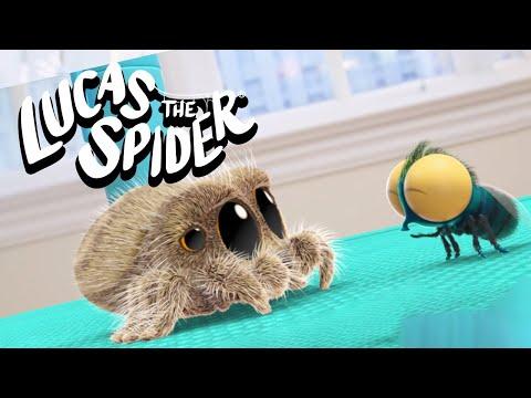 Does Findley Cheat at Soccer?  | Lucas The Spider