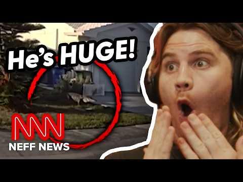 FLORIDA WOMAN VS GATOR | Neff News