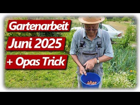 Gartenarbeit Juni | Schlechte Nachrichten, Opas bester Trick, Alien Würmer in Jauche