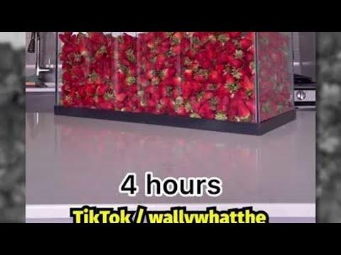 Aquarium voll Erdbeeren essen?! 🍓🤯 #Classic🐱