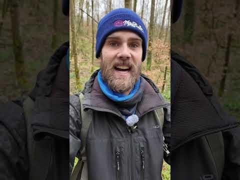 Speisemorcheln erfolgreich sammeln 2026 #Morchella #Pilze #Morel