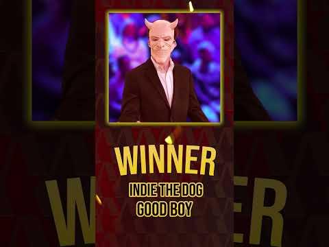 Actor Ethan Hawke Reacts to Losing To A Dog At Film Award Show