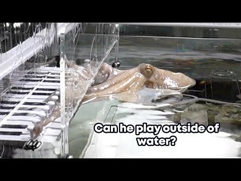 Teaching my octopus piano deleted secret scenes!