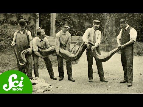 5 Giant Snakes and the Evolution of Super-sized Serpents