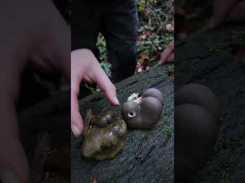 Achtung Verwechslungsgefahr! Austernpilze und Muschelseitling #Pilz #Pilze #Wald