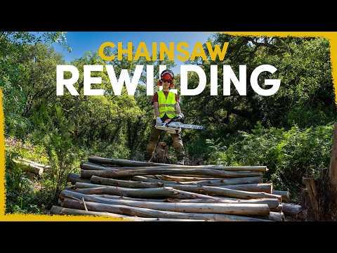 We cut 1000s of trees to save this rare forest