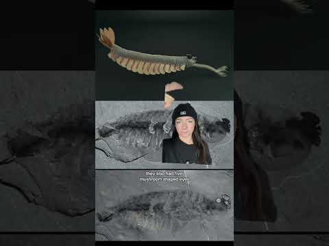 just a weird dude #extinctanimals  #prehistoric  #weirdanimals  #cambrian  #themoreyouknow