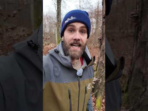 Austernpilze von Rehen gefressen? #Wald #Pilze #Pilz