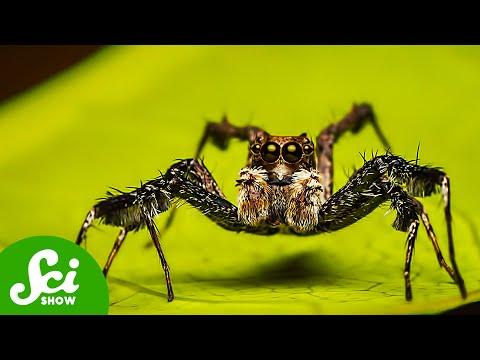 The Genius Spiders Changing How We Think About Brains