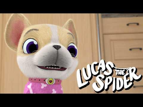 Going Through Avocado's Daily Routine | Lucas the Spider Kids Cartoon