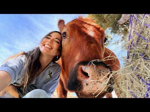 Celebrating Winnie’s Birthday Our Rescued Cow!