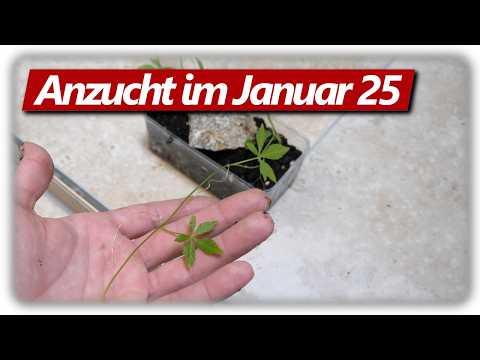 8 Gemüse im Januar anpflanzen & vorziehen 🍠🌱 | Ingwer, Süßkartoffel und mehr