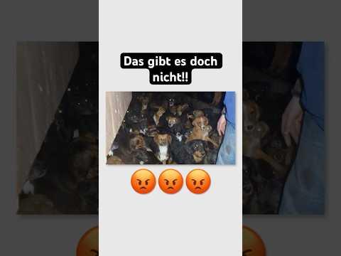 Tiere sammeln, bis kein Platz mehr ist…