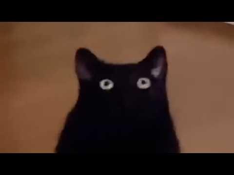 UNUSUAL MEMES COMPILATION V336