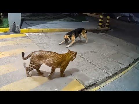 Wenn Tiere sich mit dem falschen Gegner anlegen